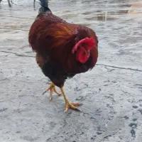 خروس یک ساله