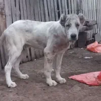 توله الابای نر