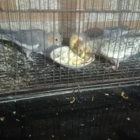 عروس هلندی بالغ