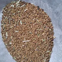 بذر یونجه (توو یونجه) خوب ودرجه1