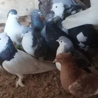 سلام 14عددکفتر