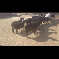 ۳۰ راس بره ماده درجه یک