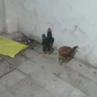 خروس ومرغ لاری|حیوانات مزرعه|تبریز, |دیوار