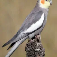 طوطی هلندی