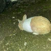 خرگوش|موش و خرگوش|رشت, کوی حسینی|دیوار