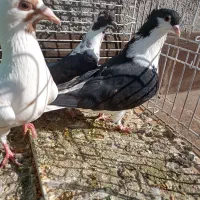 کبوتر پرشی خوشگل