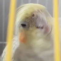 فروش عروس هلندی|پرنده|رزن, |دیوار