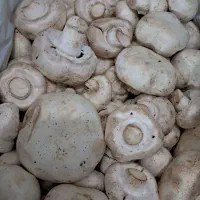 قارچ گلخونه ای|خوردنی و آشامیدنی|قم, کلهری|دیوار