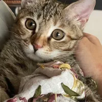 واگذاری گربه|گربه|کرمانشاه, |دیوار