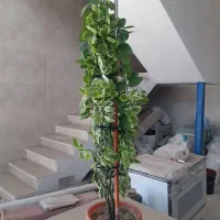 پاندانوس دیفن سانسوریا پدیلانتوس بیدی تمساح الوو|گل و گیاه طبیعی|تهران, شهرک استقلال|دیوار