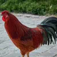 مرغ و خروس محلی