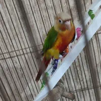 طوطی گرینچیک