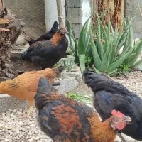 مرغ کامل و جوجه و خروس