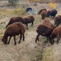 20عددگوسفند شیشک