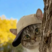 گربه پیدا شده