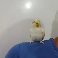 عروس هلندی بالغ دستی