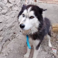 هاسکی|سگ|بناب, |دیوار