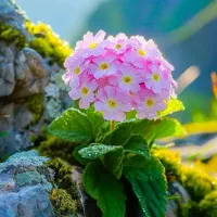 زمین باغ شهری مفت  نگین مجموعه