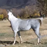 مادیون نیله  ۵ ساله ۷ ماه ابستن فیلم موجوده