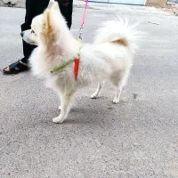 سگ پامرین روبای
