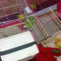 ۵تا|پرنده|خرمشهر, |دیوار