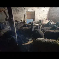 میش و بره