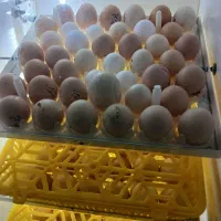 انواع تخم جهت جوجه کشی پذیرفته می شود