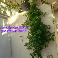 انواع گل،گل دلبر،شمعدانی،قاشقی،عروس وناز|گل و گیاه طبیعی|هشتگرد, تهران دشت|دیوار