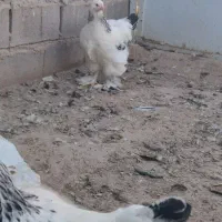 فروش مرغ برهمالایت الاصل|حیوانات مزرعه|مرند, |دیوار