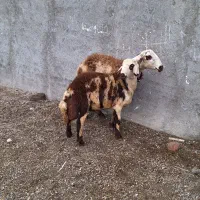 ۱ راس میش و بره پلنگی|حیوانات مزرعه|بروجرد, |دیوار