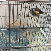 مرغ مینا|پرنده|بندرعباس, |دیوار