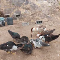 اردک اسراییلی