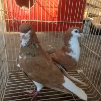 کبوتر