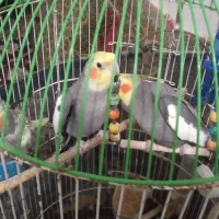 سه عدد طوطی عروس سالم. به شرط تضمین