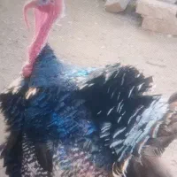 بوقلمون نر برنزه