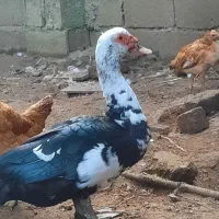 دو عدد اردک اسرائیلی نر جوان امساله