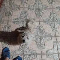 واگذاری پاپی یا معاوضه با عروس هلندی|سگ|ابریشم, |دیوار