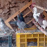 کبوتر|پرنده|تاکستان, |دیوار