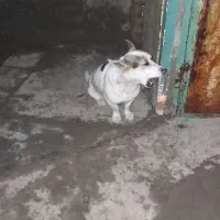 پاپی|سگ|بالا ولایت, |دیوار