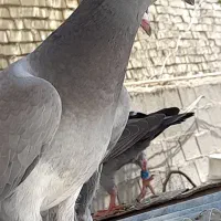 پلاکی