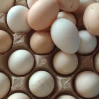 تخم مرغ محلی تازه