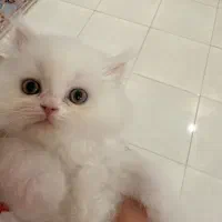 گربه