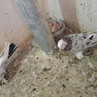 ی جفت هما سرور پا چکمه ای|پرنده|نسیم‌شهر, |دیوار