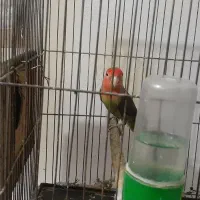 کوتوله مولد تخم گزار|پرنده|آق قلا, |دیوار