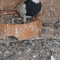 جوجه تازه دونخور شده نر هست خفت خفت عتیقه|پرنده|ایذه, |دیوار