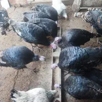 بوقلمون طبیعی ،خروس