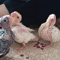 جوجه عروس هلندی