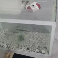اکواریوم