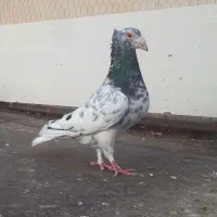سار سرور کاکلی هفترنگ جفتگاه