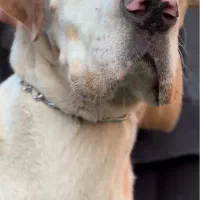 گریت دین سگ نگهبان چشم آبی|سگ|تهران, اختیاریه|دیوار